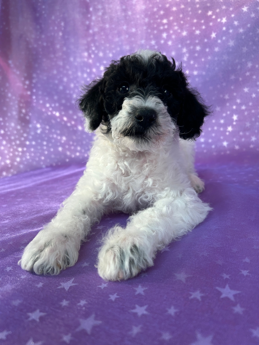 Black and White Male Schnoodle Puppy for Sale DOB 3-24-2026 $950